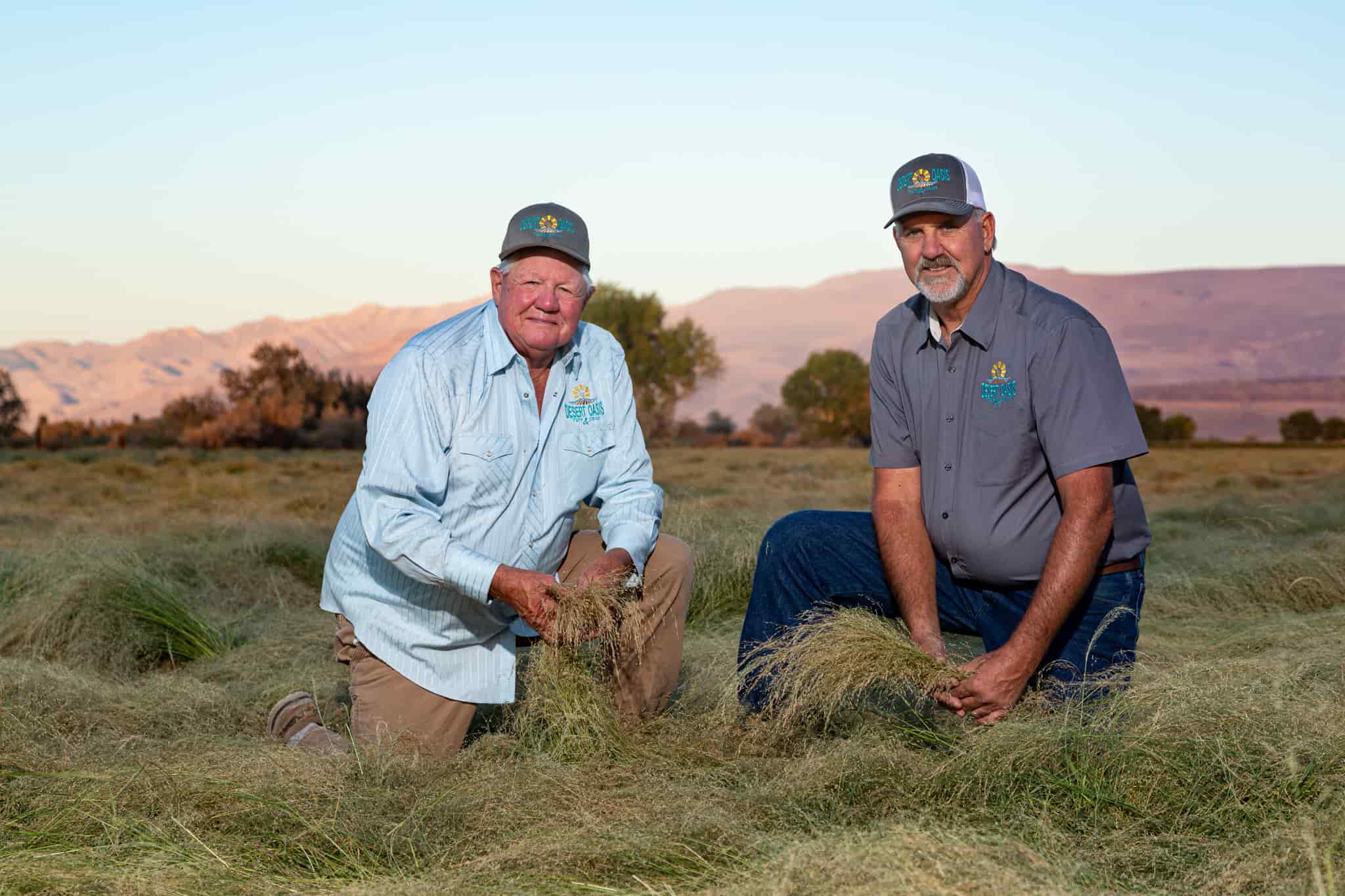 Desert oasis high quality teff and high quality farmers